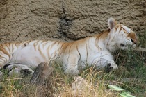 Tiger at the Memphis Zoo 