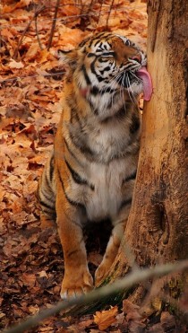 Tiger Licking a Tree 