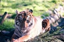 Tiger San Francisco Zoo 