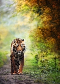 Tiger Walking Along A Jungle Path 