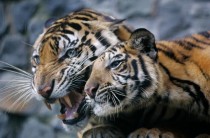 Tigers recently confiscated from the residence of an Indonesian businessman 