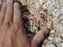 Tiny Echinocactus polycephalus Cottontop