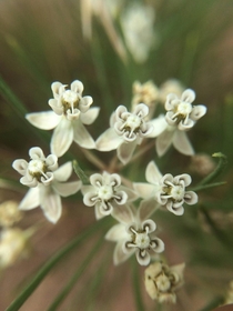 Tiny inflorescence on Asclepias pumila 