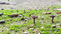 Tiny mushrooms in my yard This perspective makes it look like a vast landscape yet the the mushrooms are just under  tall Riverside CA 
