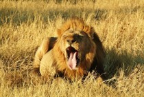 Tired Lion Panthera leo 