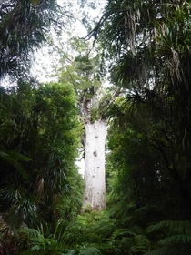 Tne Mahuta Worlds biggest Kauri tree New Zealand 