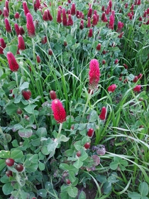 Today I passed by a field of clover with red flowers I wasnt even aware it existed crimson clover