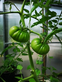 Tomato var Black Krim