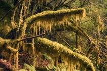 Tongass National Forest nearly  millions acres of lush green in southeast Alaska OC