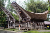 Tongkonan houses at Tana Toraja Sulawesi Indonesia 