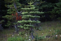 Took a picture of this cute little tree while I was walking through Hurricane Ridge   x  Port Angeles Washington State