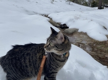 Took my cat to the snow this weekend Only  hr outside of Los Angeles