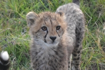 Took this photo of a cheetah cub last summer in Kenya