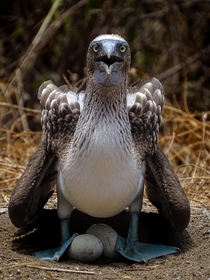 Took this picture of a blue footed boobie off the Ecuadorian coast Many many puns were made