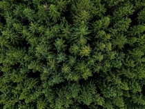 Top down view on trees in South Eugene Oregon 