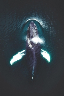 Top view of a Humpback whaleIceland Scandinavia