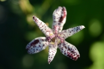 Top view of a Japanese toad lily 