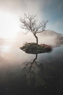 Tranquil Tree the Lake District England 