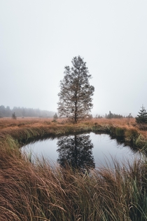 Tree and pond in the Belgian High Fens OC  x  IG tristanjcbs
