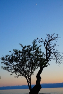 tree and sunset