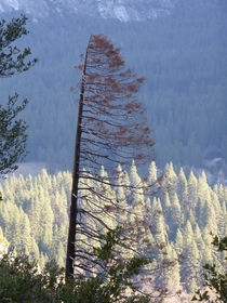 Tree at Upper Yosemite Falls Trail Yosemite National Park CA USA 