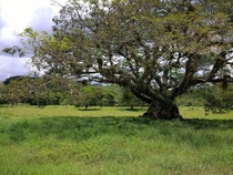 Tree at YS Falls in Jamaica 