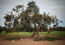 Tree-climbing goats feed on an Argania Spinosa known as an Argan tree in Essaouira southwestern Morocco Wednesday April   By eating the fruit and spitting out the seeds the goats help in the process of manufacturing Argan oil Photo credit Mosaab Elshamy  