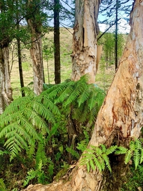 Tree Fern and Paperbark Tree trunks Waihee Ridge 