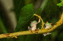 Tree frog couple hiding from the rain 