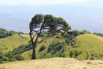 Tree in Serenity Ngong Hills Kenya 