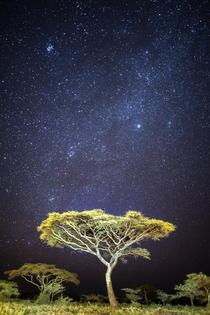 Tree in the Serengeti 