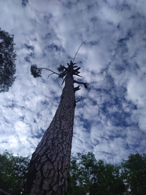 Tree into the sky 