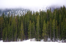 Tree line along a frozen Bear Lake Rocky Mountain National Park CO 