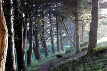tree lined path Mendocino California 
