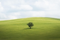 Tree on a hill in Tuscany Italy x