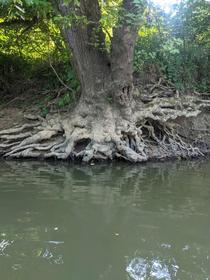 Tree Roots Hocking River Logan Ohio  OC