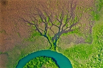 Tree shaped river tributary Sibun River Belize 