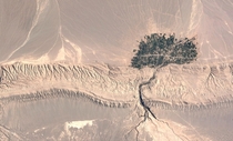 Tree shaped town in Kerman Iran