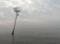 Tree standing alone in a beach - Sundarban Bangladesh