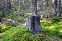 Tree stump in a Swedish forest 