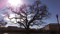 Tree waiting for rain in California drought - Sacramento CA 