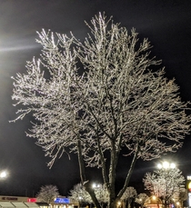 Trees all iced up and illuminated Byram NJ 