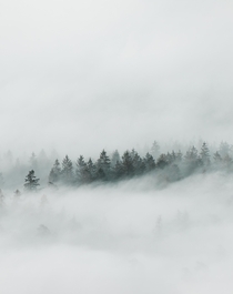 Trees appearing out of the fog in Northern Bavaria Germany  - more of my landscapes at IG glacionaut
