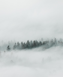 Trees appearing out of the fog in Northern Bavaria Germany  - more of my landscapes at IG glacionaut