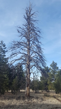 Trees are beautiful even when theyre dying Flagstaff AZ resolution x