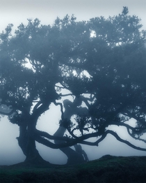 Trees dancing in the fog Madeira  IG holysht