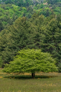 Trees in the Blue Ridge Mountains North Carolina 