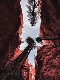 Trees in the middle of deep canyons Bryce Canyon USA 
