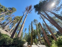 Trees in Yosemite OC  x 