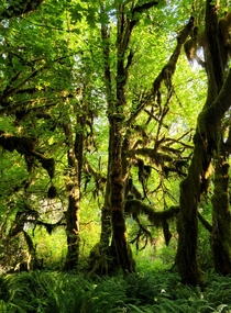 Trees that could whisper talk to each other Even move Hoh Rainforest Washington 